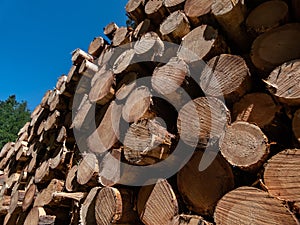 Close-up of the big pile of cut down tree logs in the forest. Stack of wood, firewood. Deforestation concept