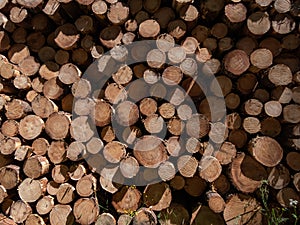 Close-up of the big pile of cut down tree logs in the forest. Stack of wood, firewood. Deforestation concept