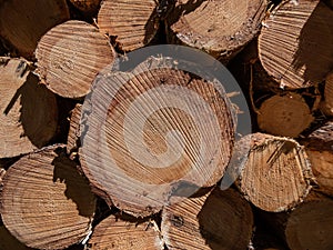 Close-up of the big pile of cut down tree logs in the forest. Stack of wood, firewood. Deforestation concept