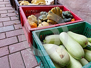 Close-up shot of big plastic boxes with different kinds of vegetables, green and yellow cabbages on the ground