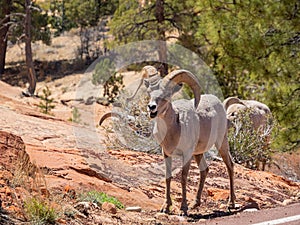 Close up shot of bighorn sheep eating grass on the ground in Zion