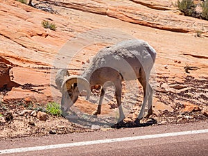 Close up shot of bighorn sheep eating grass on the ground in Zion