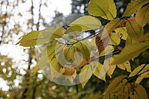Close up shot of birch leaves in autumn time