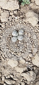 Close up shot of bird egg