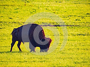 Close up shot of Bison eating grass