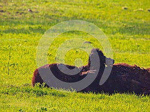 Close up shot of Bison scratching it`s back