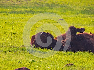 Close up shot of Bison scratching it`s back