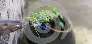 Close-up shot of a Bitter Gourd plant grown in an earthen pot and the tendrils of the vine grabbing the supports.