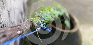 Close-up shot of a Bitter Gourd vine and the tendrils holding the stick and thread supports.