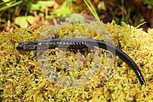 Close-up shot on a black adult of the endangered Del Norte salamander., Plethodon elongatus