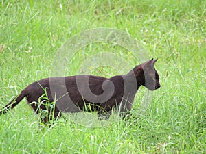 Close up shot of black cat in Green grass.