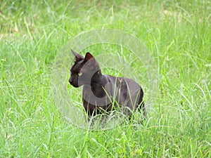 Close up shot of black cat in Green grass.