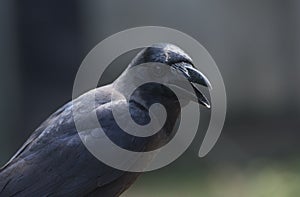 Close up shot of a black crow