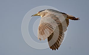 Close-up shot of a Black-crowned night heron flying with its wide-open wings