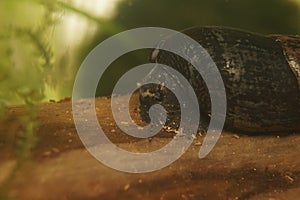 Close-up shot of a Black Devil Snail (Faunus ater)