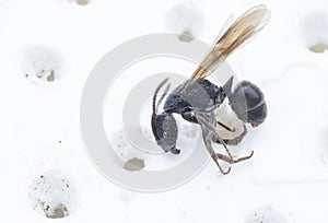 Close up shot of black polyrhachis ant with wing