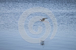 Close up shot of a black-winged stilt flying just over the ocean water