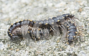 Close up shot of black and yellow milipede