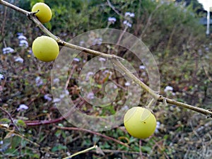 A close up shot of blackberry jam fruit. Rosenbergiodendron formosum is a species of flowering plant in the madder family.