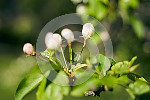 Close up shot of apple tree branch in city garden