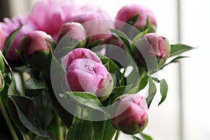 Close up shot of blooming pink peony buds. .