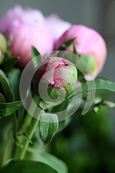 Close up shot of blooming pink peony buds.