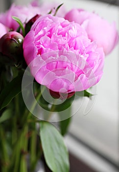 Close -up shot of blooming pink peony flowers and buds