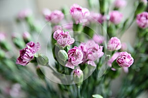 Close-up shot of blooming purple carnation flowers and buds.