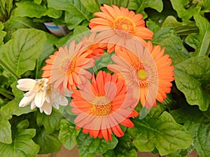 Close up shot of blooming red flower with green leaves background