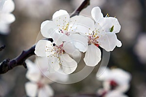 Close-up shot of blooming white cherry blossoms.