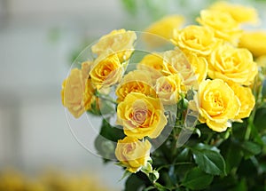 Close up shot of blooming yellow roses.