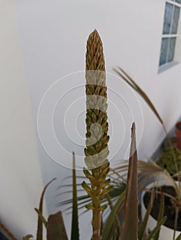 A close-up shot of blossoms on an Aloe Vera plant