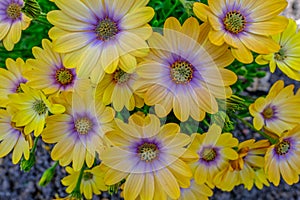 Close up shot of blue eyed ornamental daisies