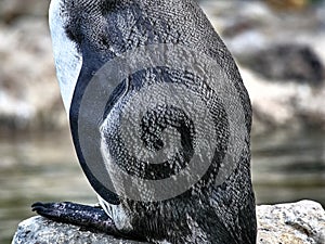 Details of a the body of a penguin