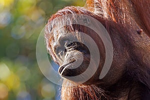 Close up shot of borneo orang-utang