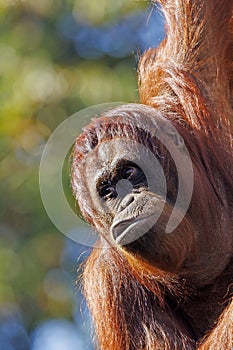 Close up shot of borneo orang-utang