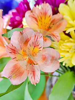 A close-up shot of a bouquet of blooming colorful flowers.