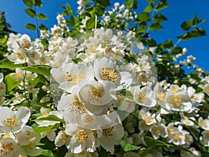 Close-up shot of bowl-shaped white flowers with prominent yellow stamens of the Sweet mock orange or English dogwood Philadelphus