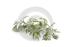 Close up shot of branch of fresh green dill herb leaves