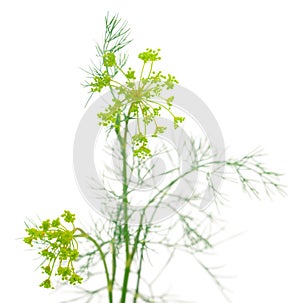 Close up shot of branch of fresh green dill herb leaves