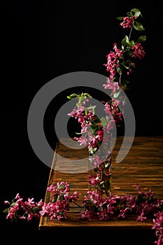 close-up shot of branch of pink cherry blossom in vase isolated on black