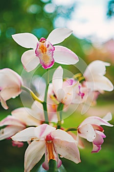 Close-up shot branch of pink spotted orchids on green bokeh nature.