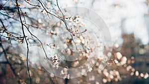 Close-up shot of branches of a blooming cherry tree.