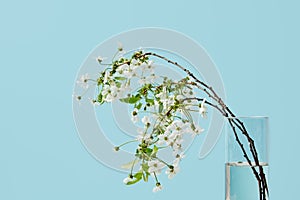 close-up shot of branches of white cherry flowers in vase isolated on blue