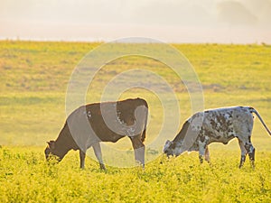 Close up shot of Brangus cow