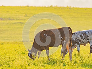 Close up shot of Brangus cow