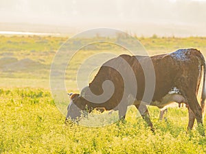 Close up shot of Brangus cow