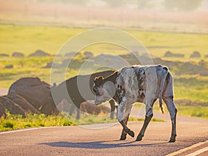 Close up shot of Brangus cow