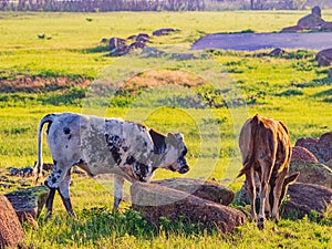 Close up shot of Brangus cow