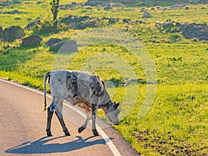 Close up shot of Brangus cow